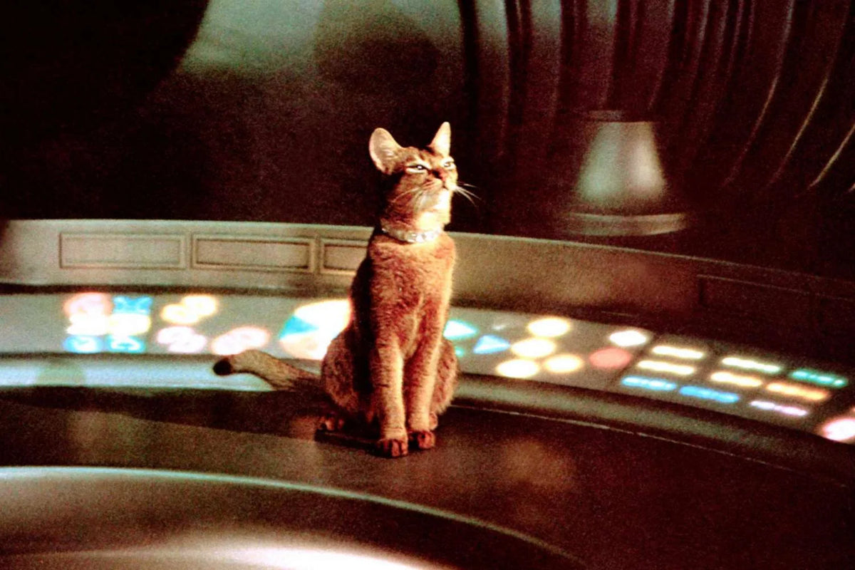 THE CAT FROM OUTER SPACE (Il gatto venuto dallo spazio)